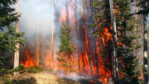 Wildfire Photo 1