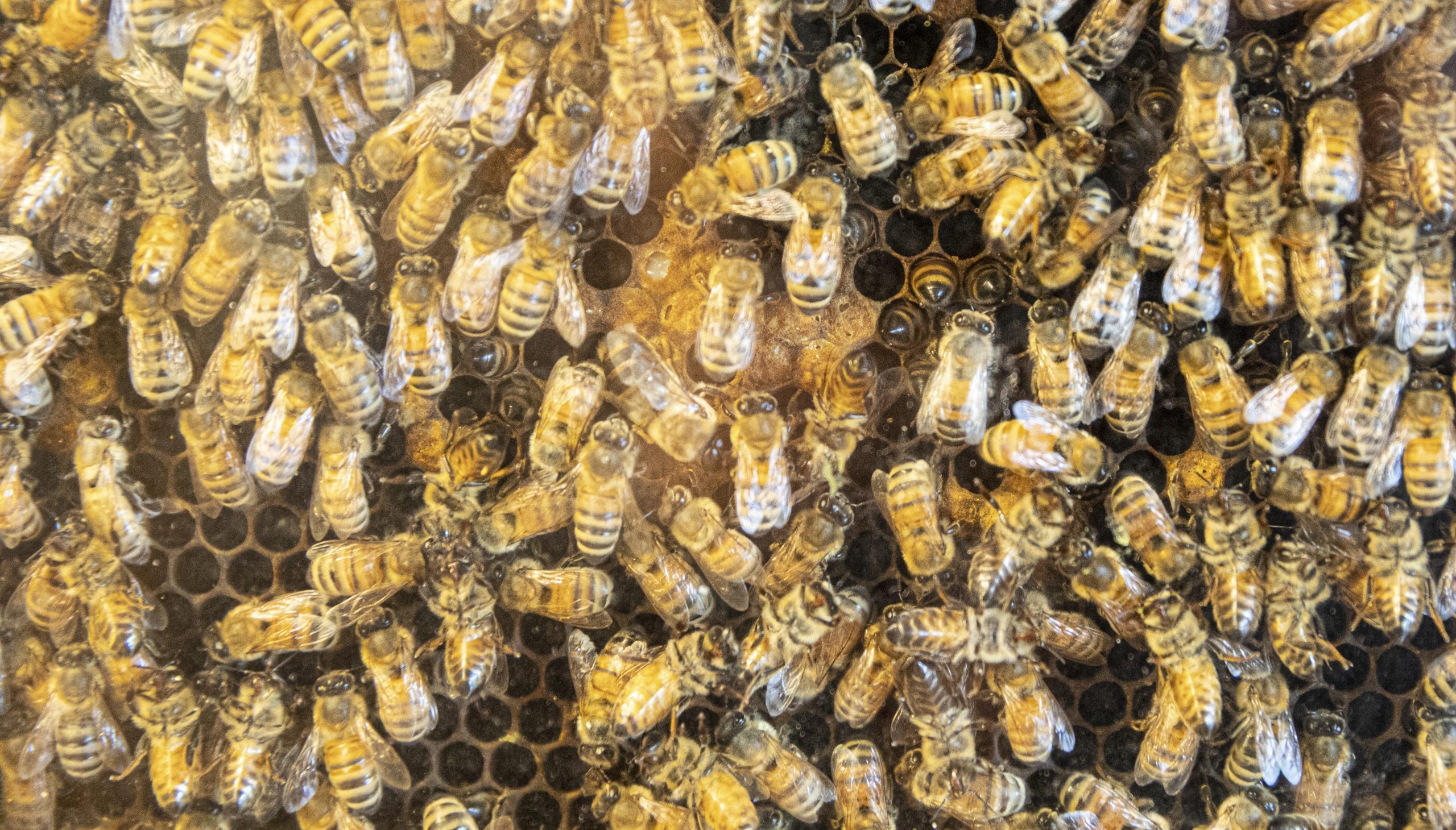 Oldcastle Infrastructure Protects People and Pollinators with Sustainable Bee Relocation Effort in Brookshire, Texas 